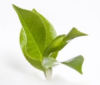 二十五款精油作用 茶树精油的功效与作用