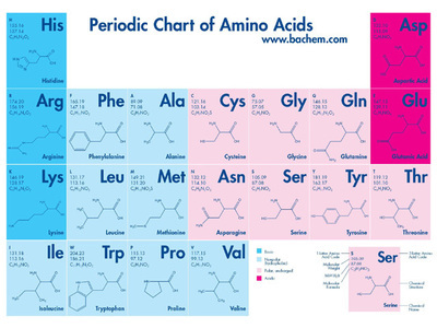 氨基酸分类 氨基酸的分类和定义