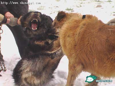 中国藏獒vs俄罗斯高加索 高加索犬咬死藏獒