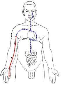 人体十二经脉行运图 十二经脉走向动画图