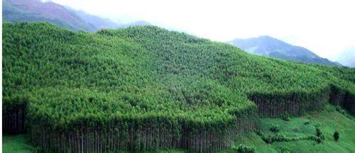 种植桉树心得 韶关种植桉树