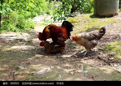 一只公鸡能配几只母鸡? 公鸡母鸡交配图像