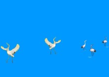 超级漂亮的flash小动物动画，iebook素材、Zmaker素材下载 漂亮的水果拼盘小动物