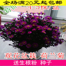 怎样养好菊花 小菊花盆栽怎么养