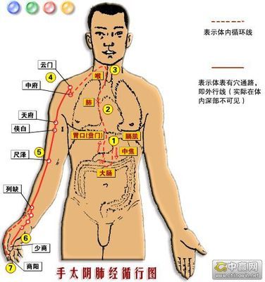 归入肺经的寒性中药列表 肺经中药