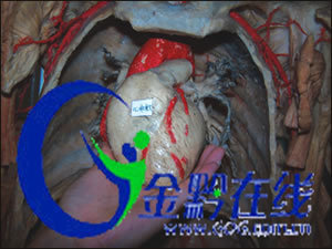 人体五脏六腑器官分布图 人体五脏器官分布图