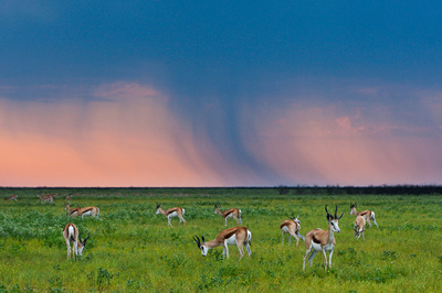 纳米比亚：埃托沙国家公园