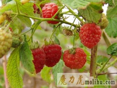 蔡文泰种植树莓--1 树莓种植