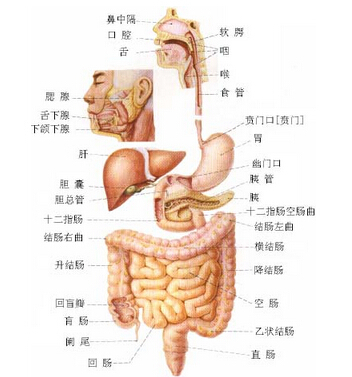 呼吸系统 解剖图 胆道系统解剖图