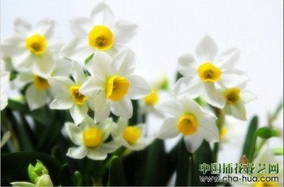 中国十大传统名花——水仙 中国的十大名花