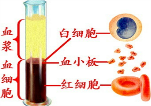 所有生物的血液都是红色的吗？为什么血是红的呢？ 初中生物血液循环