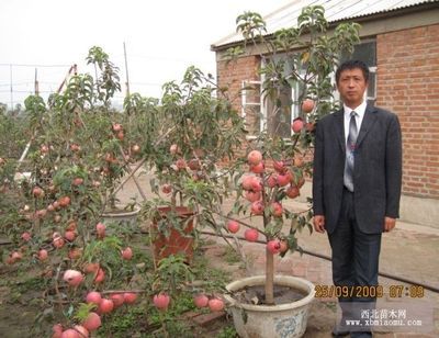 盆栽苹果创始人 美国苹果公司的创始人
