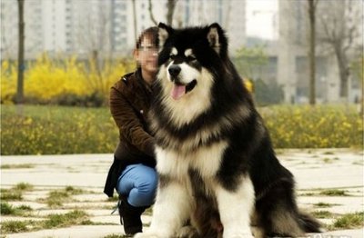 阿拉斯加雪橇犬，吃哪种狗粮最好 巨型雪橇犬阿拉斯加