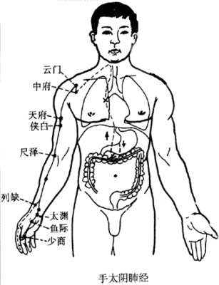 【转载】手太阴肺经图高清版人体穴位图,手阳明大肠经图高清版人体 手阳明大肠经穴位图