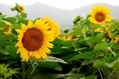 更无柳絮因风起，惟有葵花向日倾。（花） 葵花向日