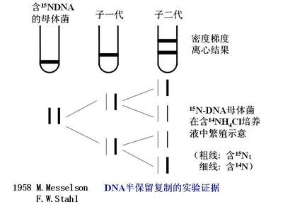 DNA半保留复制的实验证据 复制与转录的异同点