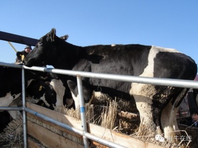 11月3日全国批发市场肉牛犊批发价格行情（一） 牛犊行情价格