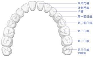 牙齿的名称位置（带图） 牙齿名称示意图