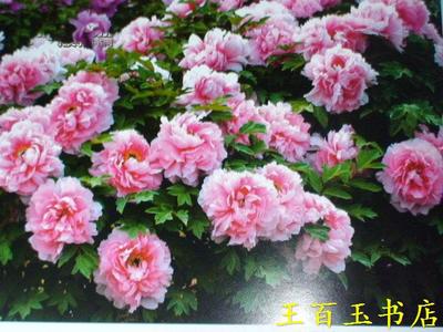 中国国花-牡丹详述 国花牡丹的功效与作用
