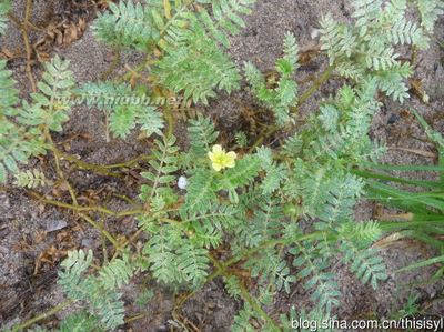 三种蒺藜科植物：蒺藜、大花驼蹄瓣和骆驼蓬