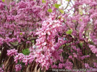 古诗“门前一树马缨花”的来龙去脉 彝族马缨花