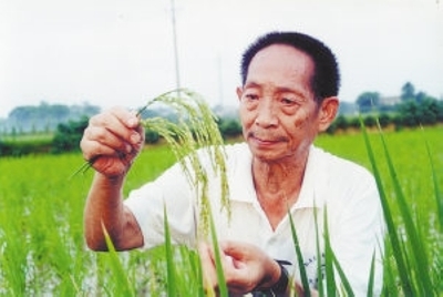 从诺贝尔奖说到袁隆平不是“杂交水稻之父” 袁隆平发明杂交水稻