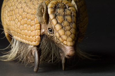 卫报|每周野生生物图集（2012年11月16日） 世界野生生物基金会