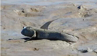 一条忍着不死的鱼，“杜兹肺鱼在没有水的环境下坚持了四年”是真 杜兹肺鱼 视频