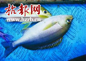 市面上常见的龙鳕鱼俗称油鱼 和银鳕鱼到底是什么关系 银鳕鱼多少钱