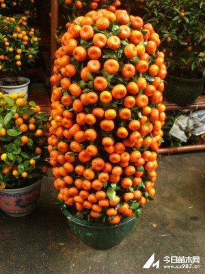 家庭盆栽金橘的管理 家庭盆栽花卉