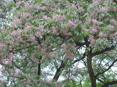 二十四番花信＆花信之年 二十四番花