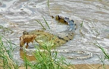 鳄鱼大战蟒蛇:陆地上两种最残冷动物胜负未分（胆小勿看）