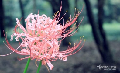 彼岸花花语是什么?说实话我不喜欢! 黑色彼岸花的花语