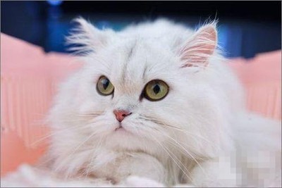 金牛座最适合的宠物猫：金吉拉猫