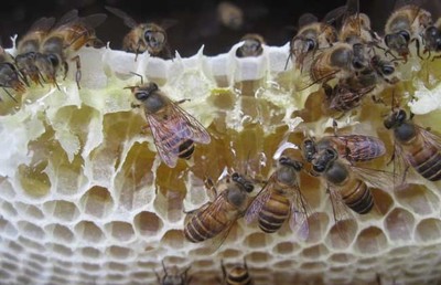 中蜂双王群的优势及双王群的组织与管理 意蜂双王群养殖视频