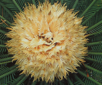 1.苏铁科Cycadaceae cea861e