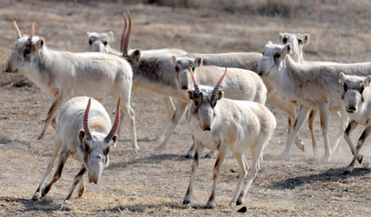 国家重点保护野生动物——高鼻羚羊 重点保护野生动物