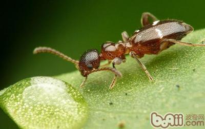 拟人的写法：《我是一只小蚂蚁》