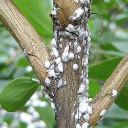 葡萄树的常见病虫害(图示)及防治 石榴病虫害及防治