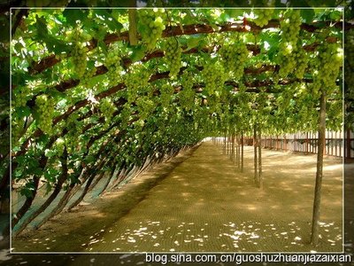 果树专家|搜果网|果树栽培技术 日本果树的设施栽培