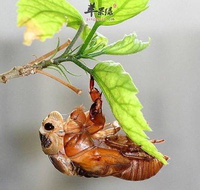 蝉蛹的营养价值 幼蝉的吃法与营养价值