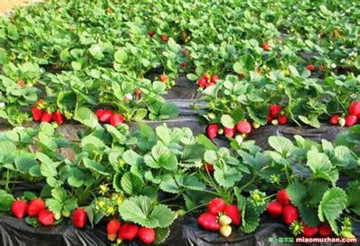 红颊草莓 四季草莓种子价格