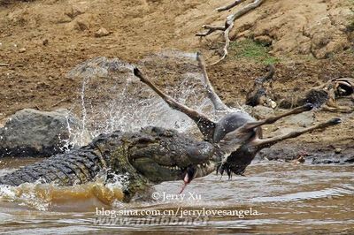 【肯尼亚】义无反顾生死较量——动物大迁徙之横渡马拉河 肯尼亚动物大迁徙