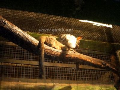 北京动物园——夜行动物与可爱的狐狸 可爱动物园