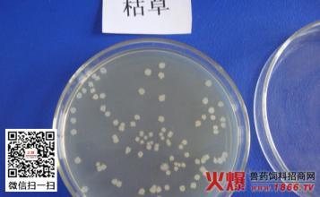 枯草芽孢杆菌的作用 枯草芽孢杆菌治什么病
