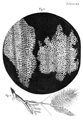 1660年罗伯特胡克的著名显微绘图 罗伯特胡克 细胞