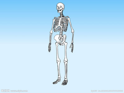 医生都没见着的人体骨骼全图 人体骨骼3d模型