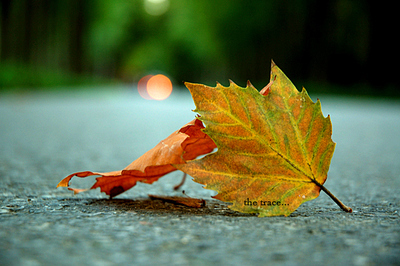 诗歌：一片秋叶的心事