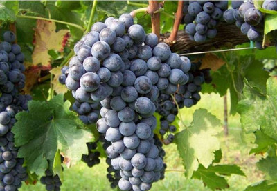 Carmenere(佳美娜)----智利最具特色的葡萄品种 智利车厘子品种