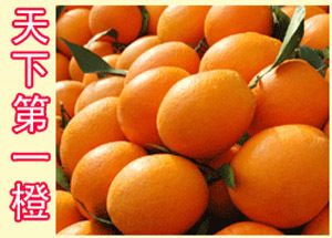 奉节晚熟脐橙有哪些品种？ 奉节脐橙多少钱一斤